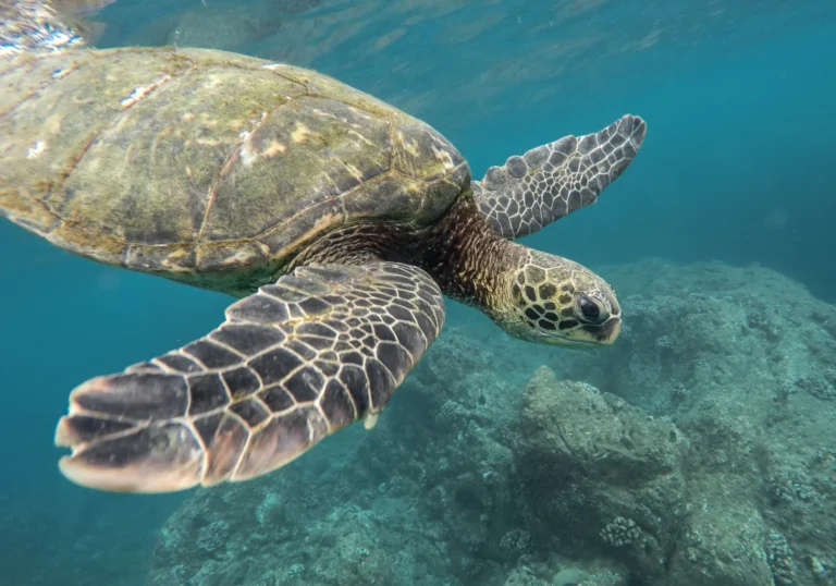 How long can sea turtles hold their breath? Best Guide 2024