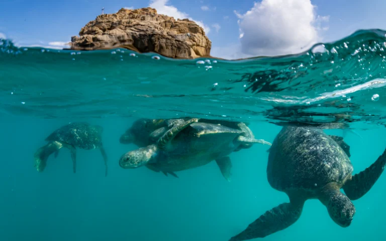 Decoding the Fascinating Life Cycle of a Sea Turtle